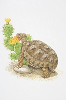Illustration, Desert Tortoise (Gopherus agassizii) feeding on flowering cactus plant, side view Illustration, Desert Tortoise (Gopherus agassizii) feeding on flowering cactus plant, side view