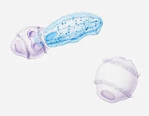 Illustration of Didinium on its own and swallowing a Paramecium Illustration of Didinium on its own and swallowing a Paramecium