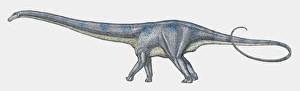 Illustration of Diplodocus sauropod dinosaur Illustration of Diplodocus sauropod dinosaur