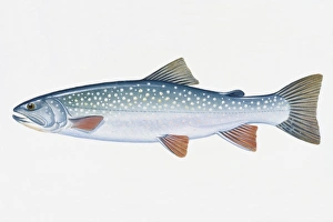 Illustration of Dolly Varden (Salvelinus), North American freshwater and coastal fish Illustration of Dolly Varden (Salvelinus), North American freshwater and coastal fish