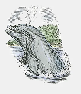 Illustration of Dolphin showing stale air rising from blowhole on top of head Illustration of Dolphin showing stale air rising from blowhole on top of head
