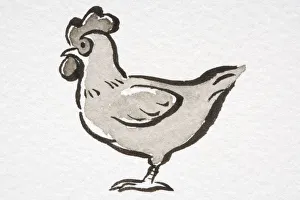 Illustration, Domestic Chicken (Gallus gallus) standing, side view Illustration, Domestic Chicken (Gallus gallus) standing, side view