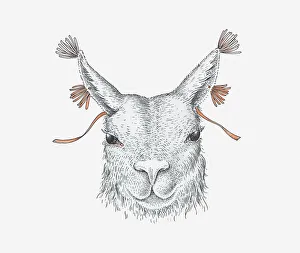 Illustration of domesticated llama with yarn threaded through ears, ancient Andean custom Illustration of domesticated llama with yarn threaded through ears, ancient Andean custom