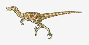 Illustration of Dromaeosaurus theropod dinosaur Illustration of Dromaeosaurus theropod dinosaur