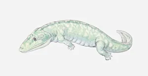 Illustration of an early amphibian, Devonian period Illustration of an early amphibian, Devonian period