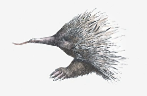 Illustration of Echidna (or Spiny Anteater) Illustration of Echidna (or Spiny Anteater)