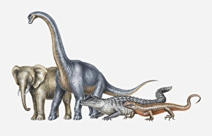 Illustration of elephant, dinosaur, crocodile and lizard Illustration of elephant, dinosaur, crocodile and lizard