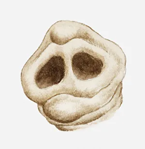 Illustration of Elephant trunk showing nostrils Illustration of Elephant trunk showing nostrils