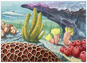 Illustration of the environment of the Grand Canyon as it was 400 million years ago Illustration of the environment of the Grand Canyon as it was 400 million years ago