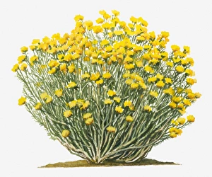 Illustration of Ericameria nauseosa (Chamisa, Rubber Rabbitbrush) bearing terminal clusters of bright yellow flowers Illustration of Ericameria nauseosa (Chamisa, Rubber Rabbitbrush) bearing terminal clusters of bright yellow flowers