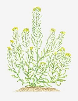 Erysimum Gallery: Illustration of Erysimum cheiranthoides (Treacle-mustard), leaves