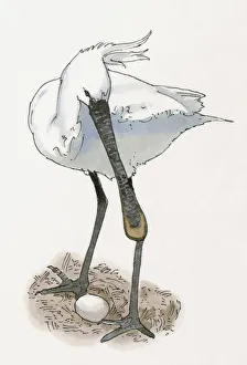 Illustration of Eurasian Spoonbill or Common Spoonbill (Platalea leucorodia Illustration of Eurasian Spoonbill or Common Spoonbill (Platalea leucorodia