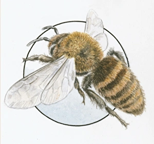 Illustration of European Honey Bee (Apis mellifera) edge of glass Illustration of European Honey Bee (Apis mellifera) edge of glass