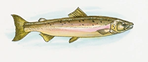 Illustration of European Pilchard (Sardina pilchardus), also known as Hamsi in Black Sea Illustration of European Pilchard (Sardina pilchardus), also known as Hamsi in Black Sea
