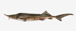 Watercolor paintings Collection: Illustration of an European sturgeon (Acipenser sturio), side view