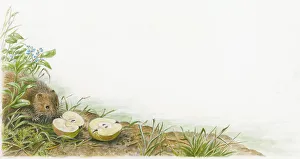 Illustration of European Water Vole (Arvicola amphibius Illustration of European Water Vole (Arvicola amphibius