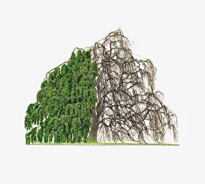 Illustration of Fagus sylvatica Pendula (Weeping Beech) showing shape of tree with Illustration of Fagus sylvatica Pendula (Weeping Beech) showing shape of tree with