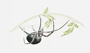 Spiders Gallery: False Black Widow