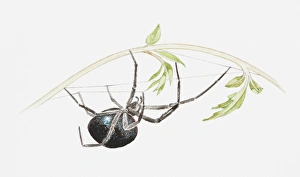 Illustration of False black widow spider (Steatoda sp.) hanging upside down from a plant Illustration of False black widow spider (Steatoda sp.) hanging upside down from a plant