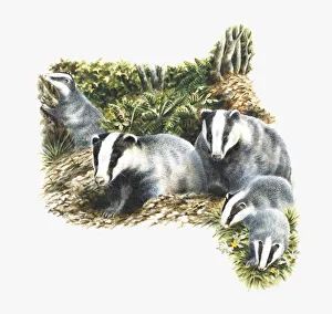 Illustration of family of European Badgers (Meles meles) in countryside Illustration of family of European Badgers (Meles meles) in countryside