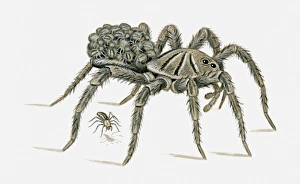 Illustration of female Carolina Wolf Spider (Hogna carolinensis) carrying young on back Illustration of female Carolina Wolf Spider (Hogna carolinensis) carrying young on back