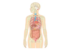 Illustration of female human body showing skeleton, brain, heart, lungs, digestive system, and uterus Illustration of female human body showing skeleton, brain, heart, lungs, digestive system, and uterus