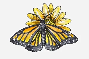Illustration of female Monarch butterfly (Danaus plexippus Illustration of female Monarch butterfly (Danaus plexippus