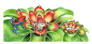 Illustration of female Strawberry Poison Dart Frog (Dendrobates pumilio) carrying tadpoles on back to water inside Illustration of female Strawberry Poison Dart Frog (Dendrobates pumilio) carrying tadpoles on back to water inside