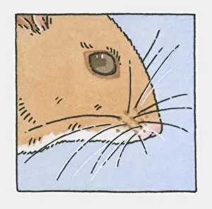 Images Dated 15th October 2009: Illustration of field mouse head showing whiskers