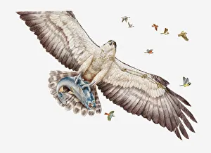 Illustration of Fish eagle or Osprey (Pandion haliaetus) carrying its prey Illustration of Fish eagle or Osprey (Pandion haliaetus) carrying its prey