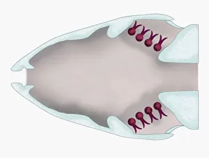 Illustration of a fish with gill filaments (lamellae) highlighted in red Illustration of a fish with gill filaments (lamellae) highlighted in red