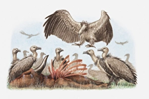 Illustration of a flock of vultures with a carcass Illustration of a flock of vultures with a carcass