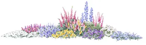 Illustration of flowerbed of colourful ground cover shrubs and tall flower spikes Illustration of flowerbed of colourful ground cover shrubs and tall flower spikes