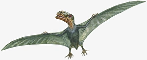 Illustration of flying Anurognathus with large head, sharp teeth, and narrow, spread wings Illustration of flying Anurognathus with large head, sharp teeth, and narrow, spread wings