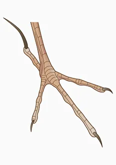 Illustration of four-toed African Pipit (Anthus cinnamomeus) foot with long hind claw Illustration of four-toed African Pipit (Anthus cinnamomeus) foot with long hind claw