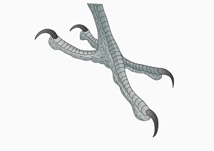 Illustration of four-toed Woodpecker (Picidae) foot with curved claws for gripping Illustration of four-toed Woodpecker (Picidae) foot with curved claws for gripping