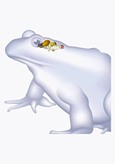 Illustration of a frogs brain, including cerebrum, cerebellum, and medulla Illustration of a frogs brain, including cerebrum, cerebellum, and medulla