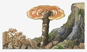 Illustration of Ganoderma lucidum (Reishi Mushroom) growing near tree stump Illustration of Ganoderma lucidum (Reishi Mushroom) growing near tree stump