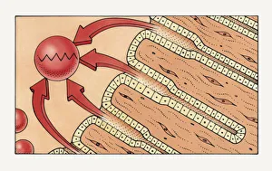 Illustration of gastric glands secreting pepsin to break down protein in stomach into Illustration of gastric glands secreting pepsin to break down protein in stomach into