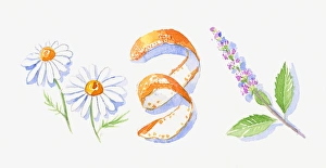 Illustration of German chamomile flowers, orange peel, and peppermint flowers Illustration of German chamomile flowers, orange peel, and peppermint flowers