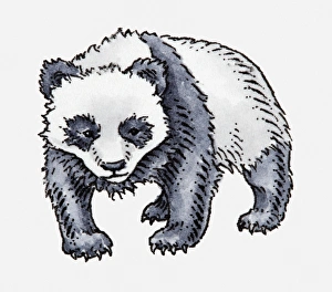 Illustration of Giant Panda (Ailuropoda melanoleuca) Illustration of Giant Panda (Ailuropoda melanoleuca)