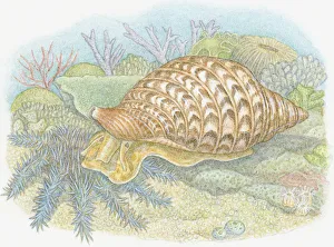 Illustration of Giant Triton (Charonia tritonis), predatory sea snail feeding on Crown-of-Thorns Starfish Illustration of Giant Triton (Charonia tritonis), predatory sea snail feeding on Crown-of-Thorns Starfish