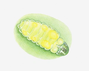 Illustration of glowing firefly larvae on leaf Illustration of glowing firefly larvae on leaf