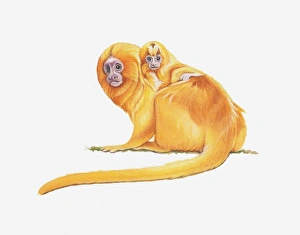 Illustration of Golden lion tamarin (Leontopithecus rosalia) Illustration of Golden lion tamarin (Leontopithecus rosalia)