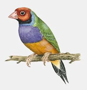 Illustration of a Gouldian finch (Chloebia gouldiae) perching on a branch Illustration of a Gouldian finch (Chloebia gouldiae) perching on a branch