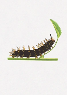 Illustration of Great Egg-Fly (Hypolimnas bolina) caterpillar on stem with green leaf Illustration of Great Egg-Fly (Hypolimnas bolina) caterpillar on stem with green leaf