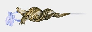 Illustration of Great slug (Limax maximus) mating hanging intertwined from stem by mucus Illustration of Great slug (Limax maximus) mating hanging intertwined from stem by mucus