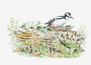 Illustration of Great Spotted Woodpecker (Dendrocopos major Illustration of Great Spotted Woodpecker (Dendrocopos major
