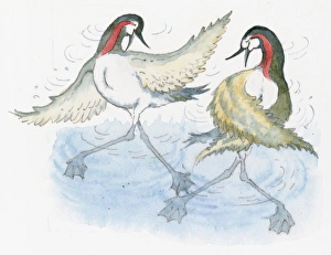 Illustration of Grebes performing mating dance in water Illustration of Grebes performing mating dance in water
