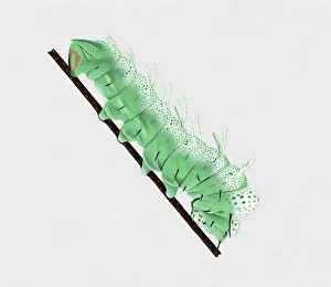 Illustration of green Atlas Moth (Attacus atlas) caterpillar on stem Illustration of green Atlas Moth (Attacus atlas) caterpillar on stem